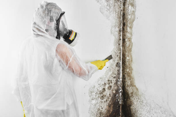 Best Black Mold Removal  in Lincoln, AL
