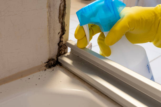Best Attic Mold Removal  in Lincoln, AL