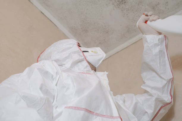 Best Mold Remediation  in Lincoln, AL