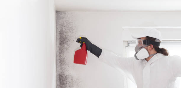 Home Mold Removal in Lincoln, AL