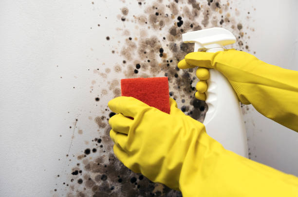 Best Same-Day Mold Removal  in Lincoln, AL