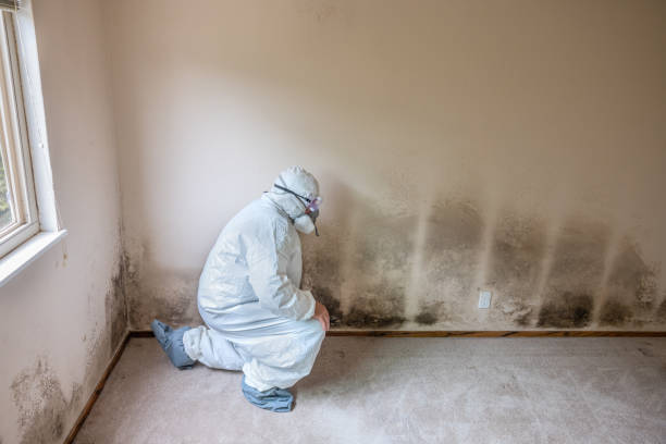 Best Mold Damage Repair  in Lincoln, AL