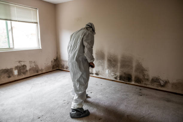 Best Home Mold Removal  in Lincoln, AL