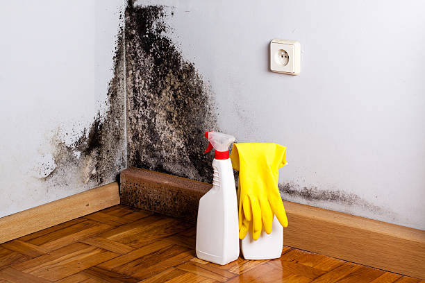 Best Professional Mold Removal  in Lincoln, AL