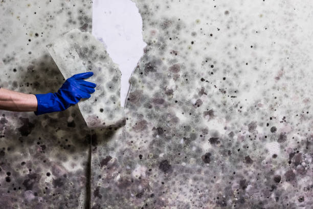 Lincoln, AL Mold Removal Company