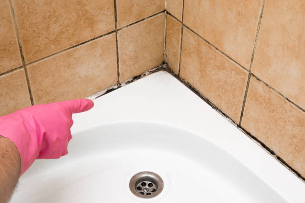 Best Toxic Mold Removal  in Lincoln, AL